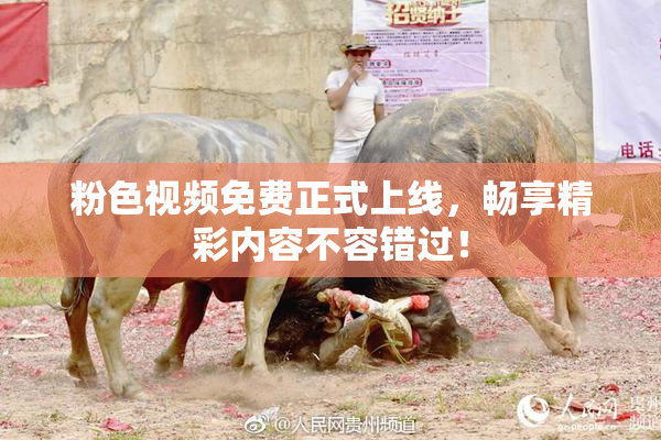 粉色视频免费正式上线，畅享精彩内容不容错过！