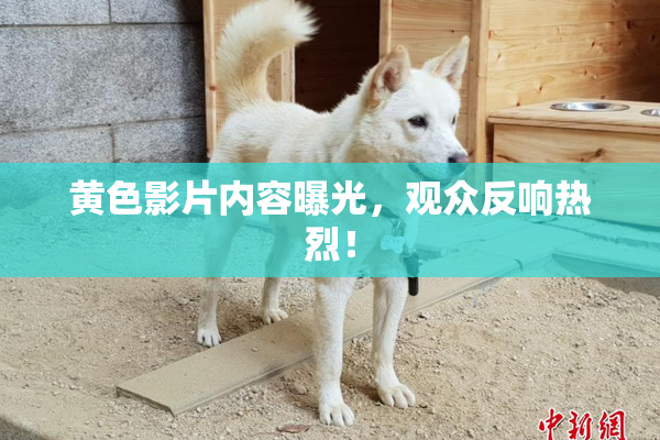 黄色影片内容曝光，观众反响热烈！