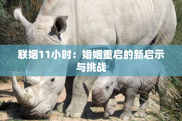 联姻11小时：婚姻重启的新启示与挑战