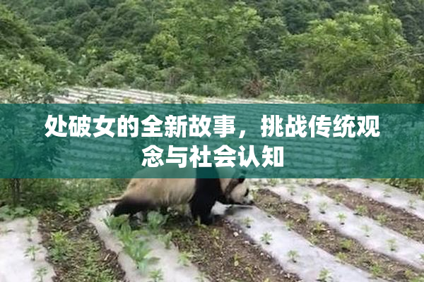 处破女的全新故事，挑战传统观念与社会认知