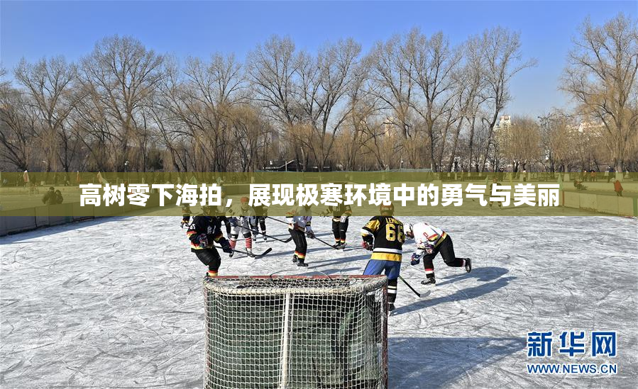 高树零下海拍，展现极寒环境中的勇气与美丽