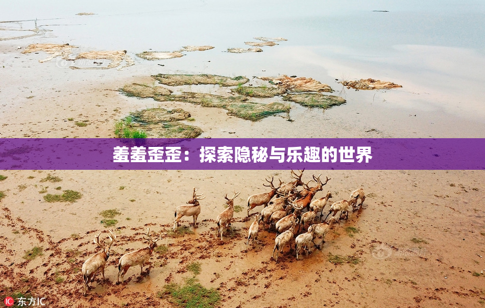 羞羞歪歪：探索隐秘与乐趣的世界