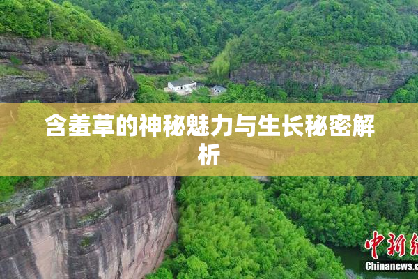 含羞草的神秘魅力与生长秘密解析