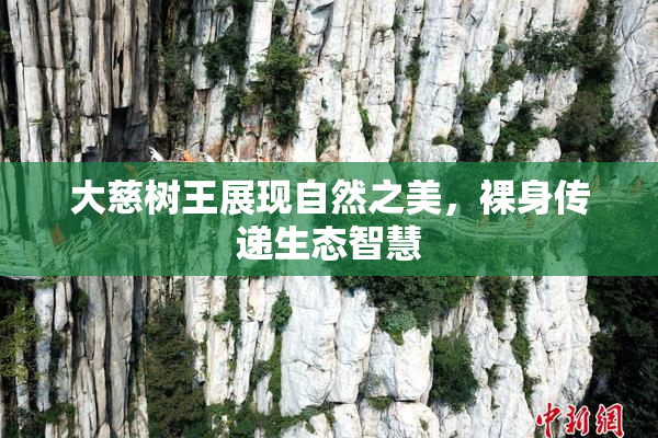 大慈树王展现自然之美，裸身传递生态智慧