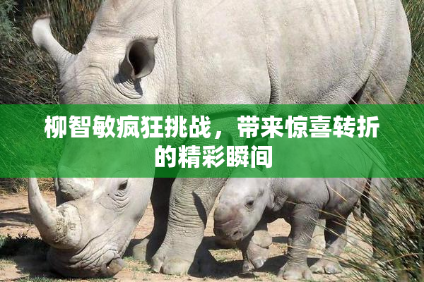 柳智敏疯狂挑战，带来惊喜转折的精彩瞬间