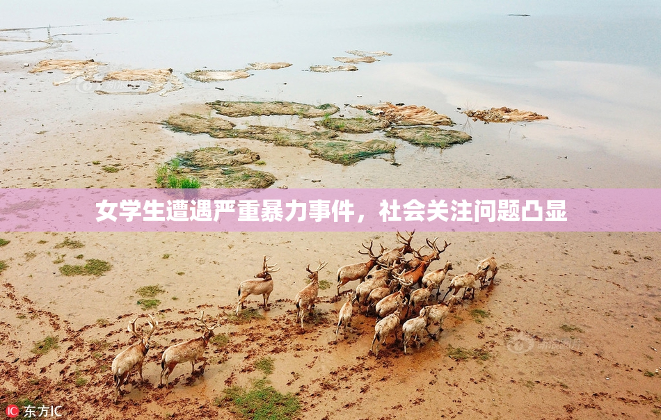 女学生遭遇严重暴力事件，社会关注问题凸显