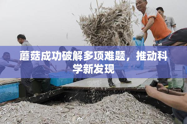 蘑菇成功破解多项难题，推动科学新发现