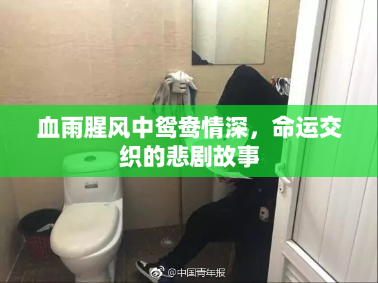 血雨腥风中鸳鸯情深，命运交织的悲剧故事