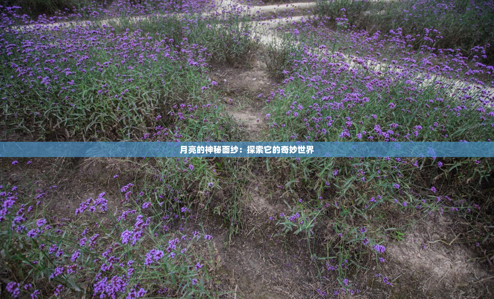 月亮的神秘面纱：探索它的奇妙世界