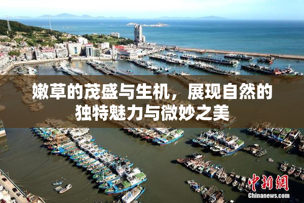 嫩草的茂盛与生机，展现自然的独特魅力与微妙之美