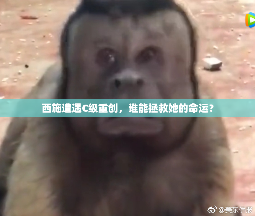 西施遭遇C级重创，谁能拯救她的命运？