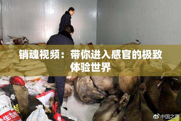 销魂视频：带你进入感官的极致体验世界