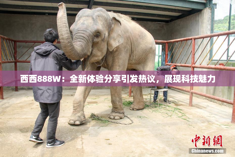 西西888W：全新体验分享引发热议，展现科技魅力