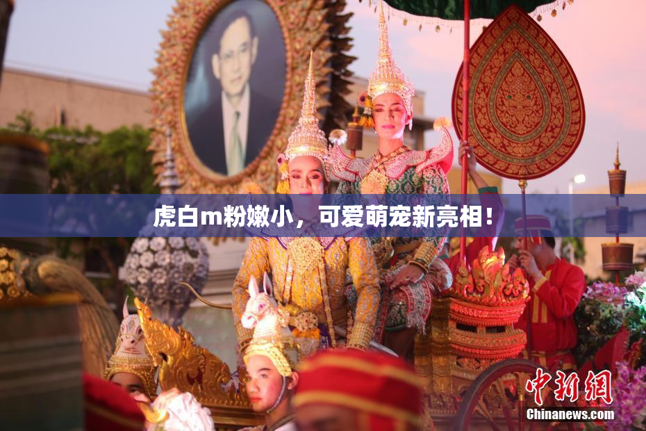 虎白m粉嫩小，可爱萌宠新亮相！