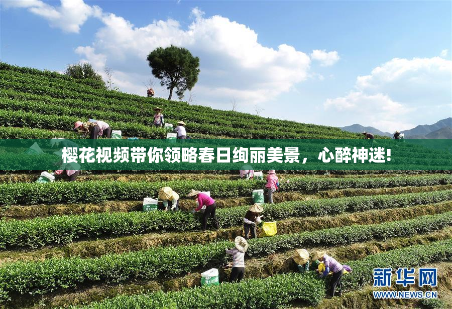 樱花视频带你领略春日绚丽美景，心醉神迷!