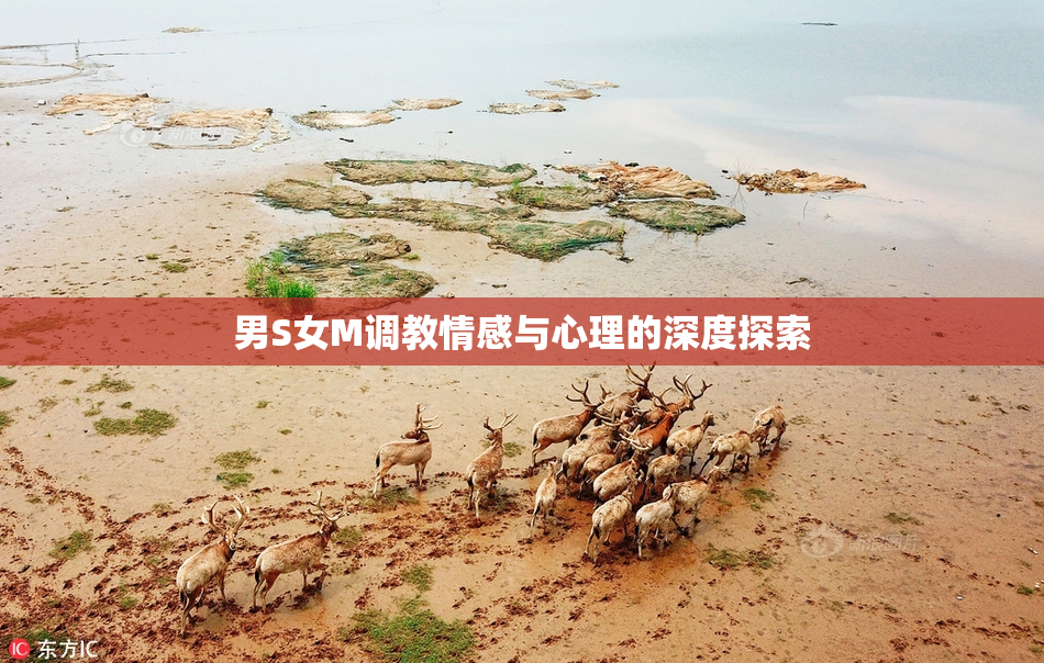 男S女M调教情感与心理的深度探索