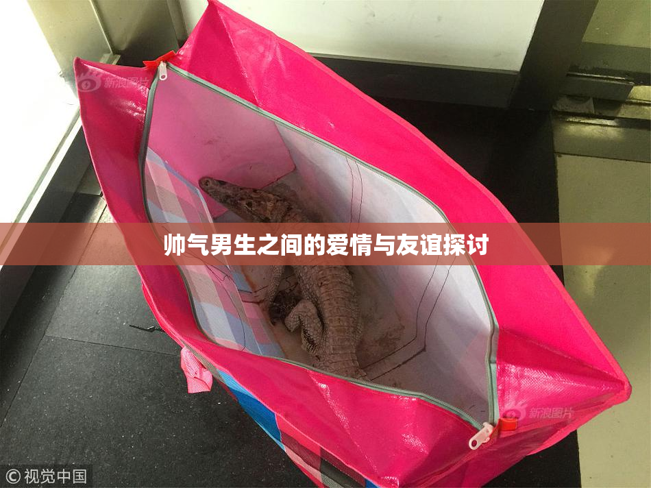 帅气男生之间的爱情与友谊探讨