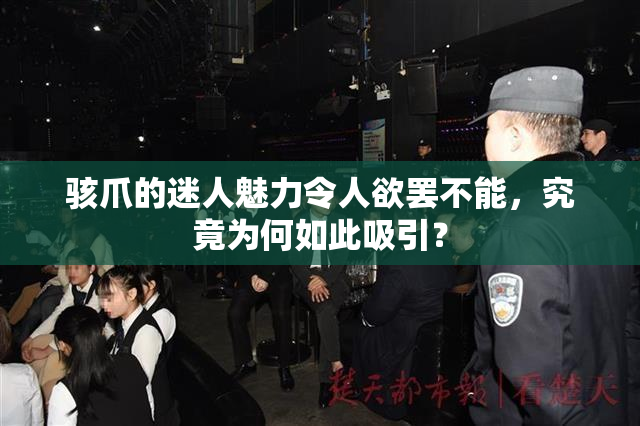 骇爪的迷人魅力令人欲罢不能，究竟为何如此吸引？