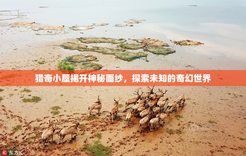 猎奇小屋揭开神秘面纱，探索未知的奇幻世界