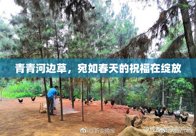 青青河边草，宛如春天的祝福在绽放