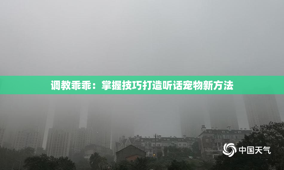 调教乖乖：掌握技巧打造听话宠物新方法
