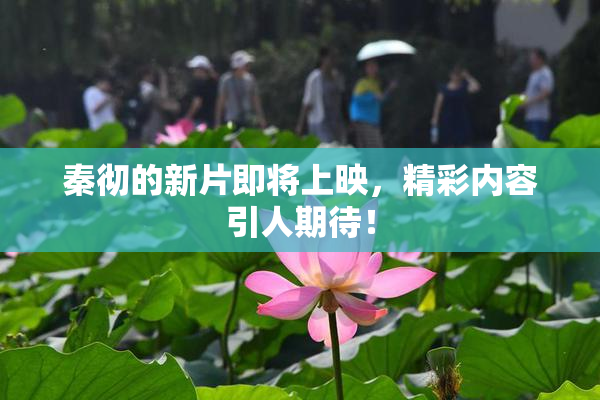 秦彻的新片即将上映，精彩内容引人期待！