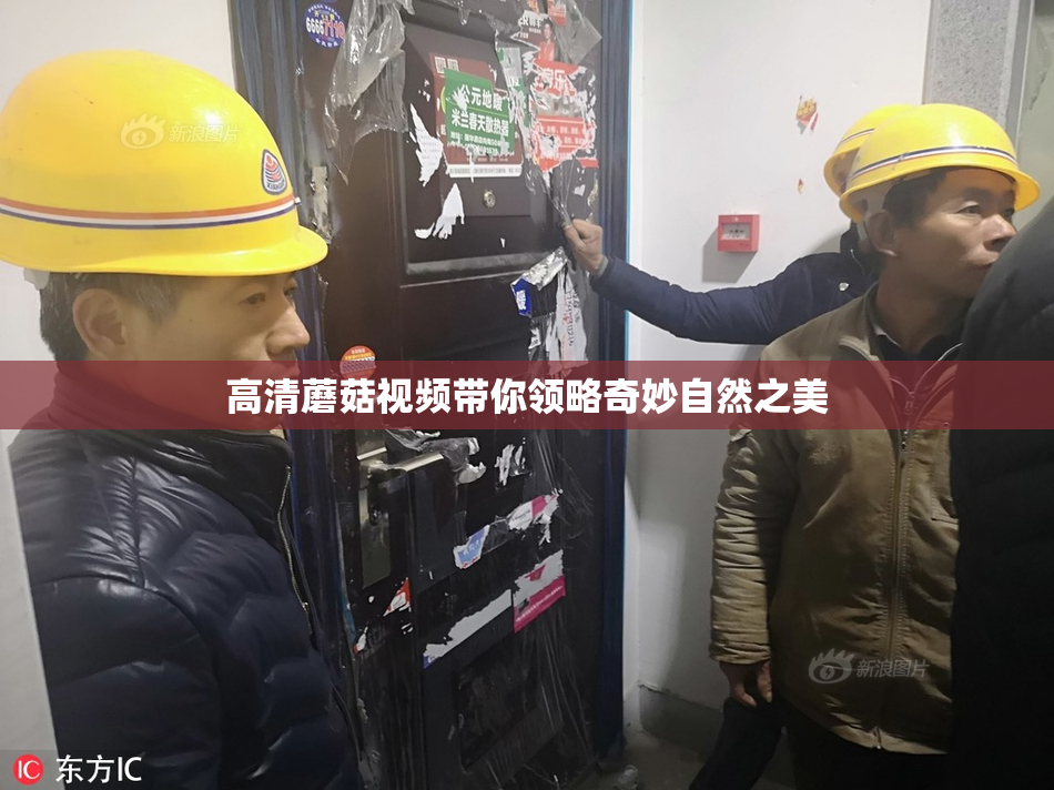 高清蘑菇视频带你领略奇妙自然之美