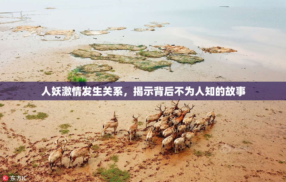 人妖激情发生关系，揭示背后不为人知的故事