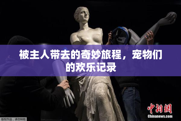 被主人带去的奇妙旅程，宠物们的欢乐记录
