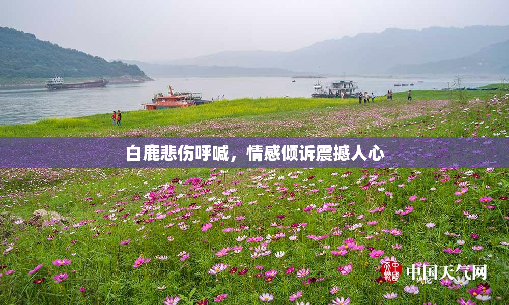 白鹿悲伤呼喊，情感倾诉震撼人心