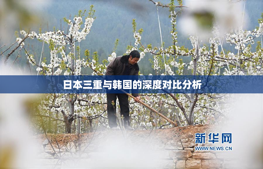 日本三重与韩国的深度对比分析