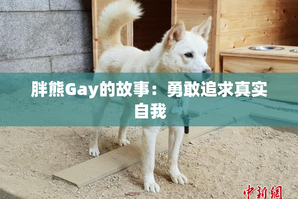 胖熊Gay的故事：勇敢追求真实自我