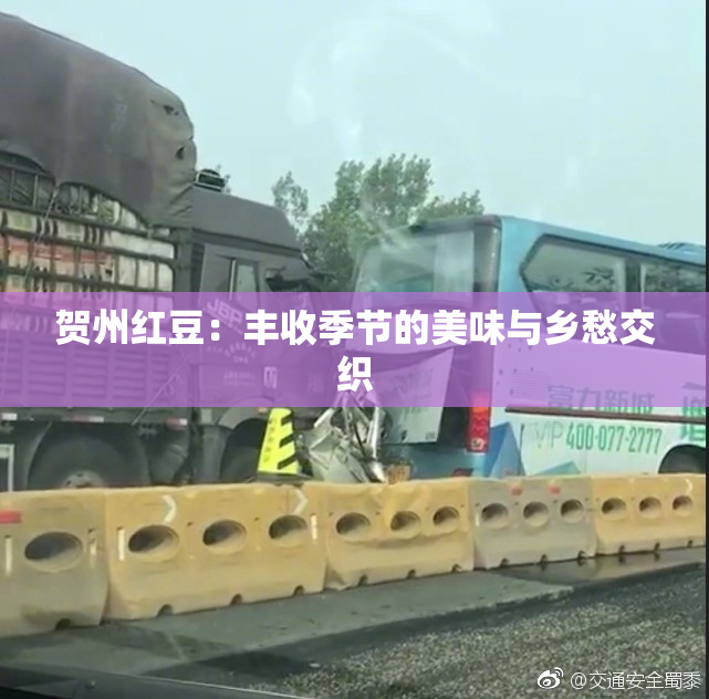 贺州红豆：丰收季节的美味与乡愁交织