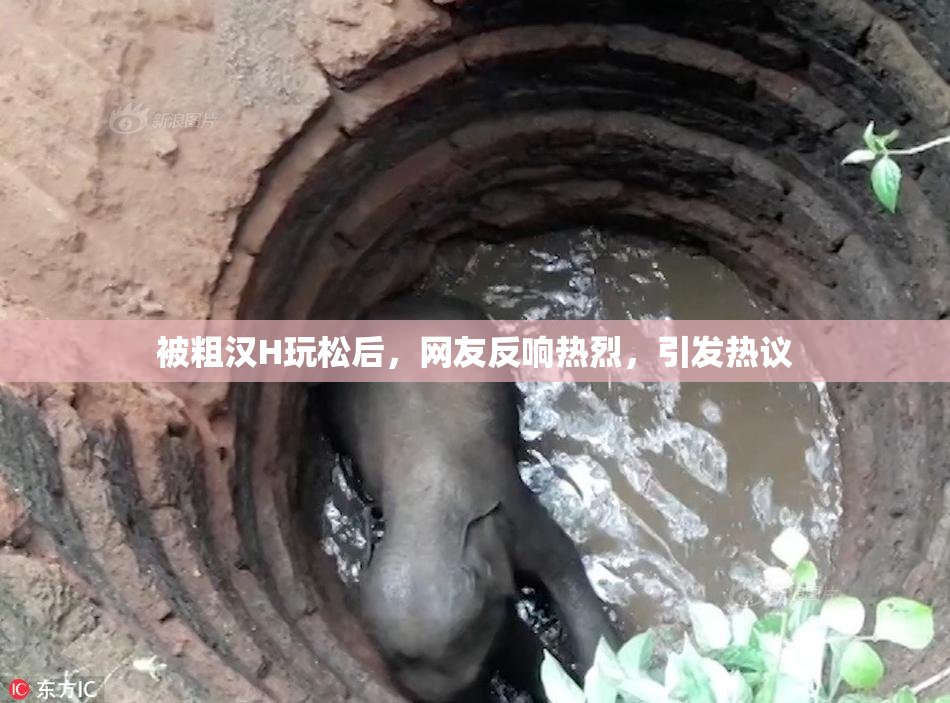 被粗汉H玩松后，网友反响热烈，引发热议
