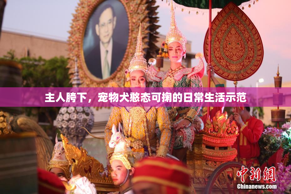 主人胯下，宠物犬憨态可掬的日常生活示范