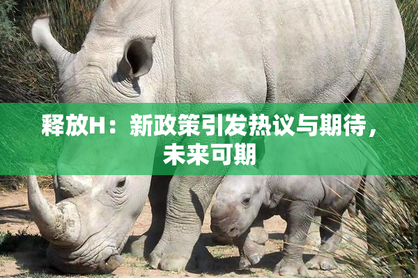 释放H：新政策引发热议与期待，未来可期