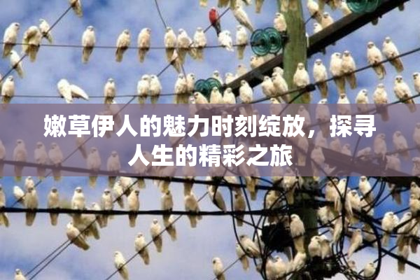 嫩草伊人的魅力时刻绽放，探寻人生的精彩之旅