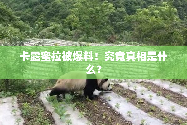 卡露蜜拉被爆料！究竟真相是什么？