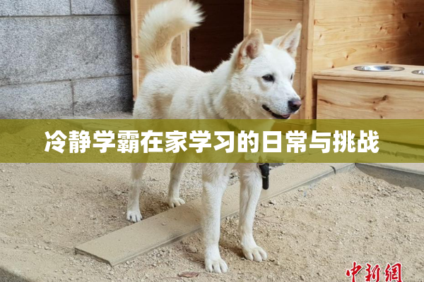 冷静学霸在家学习的日常与挑战