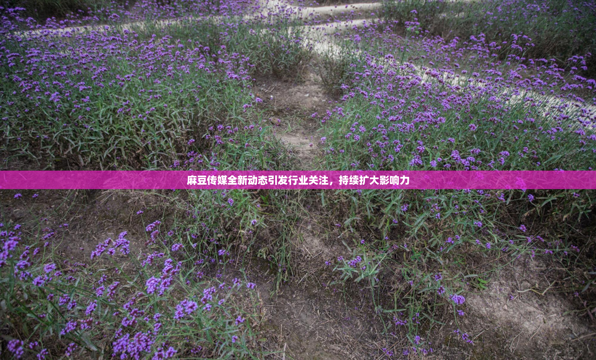 麻豆传媒全新动态引发行业关注，持续扩大影响力
