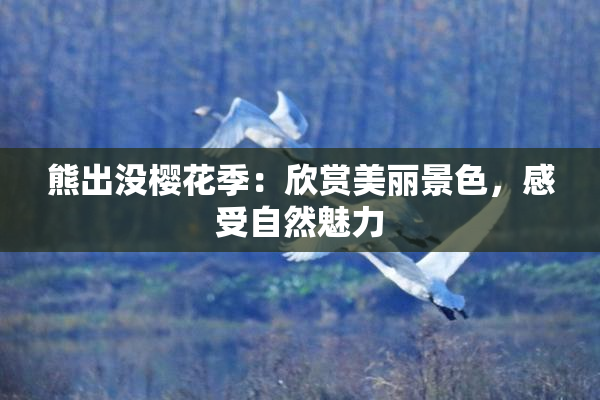 熊出没樱花季：欣赏美丽景色，感受自然魅力