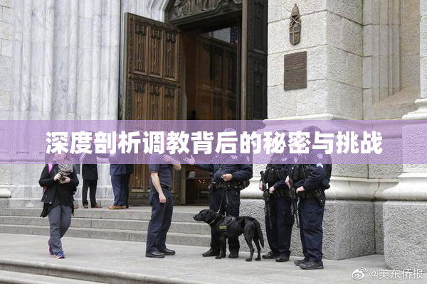 深度剖析调教背后的秘密与挑战