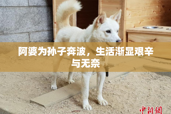 阿婆为孙子奔波，生活渐显艰辛与无奈