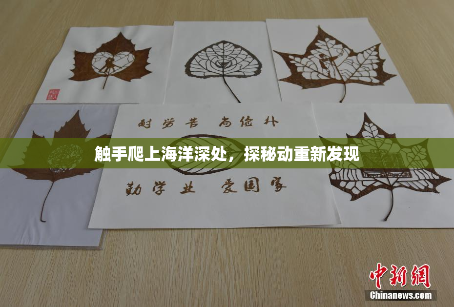 触手爬上海洋深处，探秘动重新发现