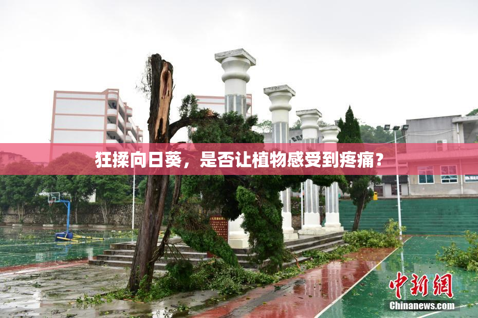 狂揉向日葵，是否让植物感受到疼痛？