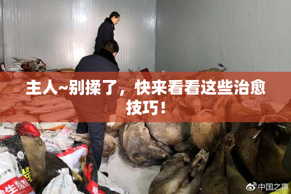 主人~别揉了，快来看看这些治愈技巧！