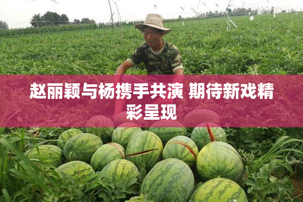 赵丽颖与杨携手共演 期待新戏精彩呈现