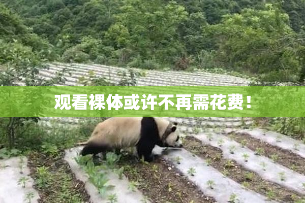 观看裸体或许不再需花费！
