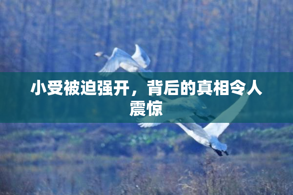 小受被迫强开，背后的真相令人震惊