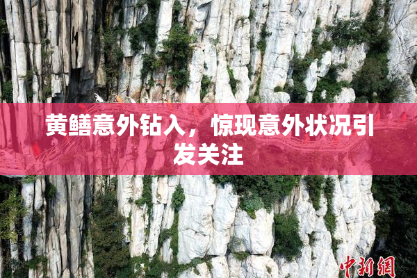 黄鳝意外钻入，惊现意外状况引发关注